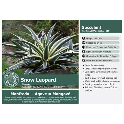 Mangave Snow Leopard 1G