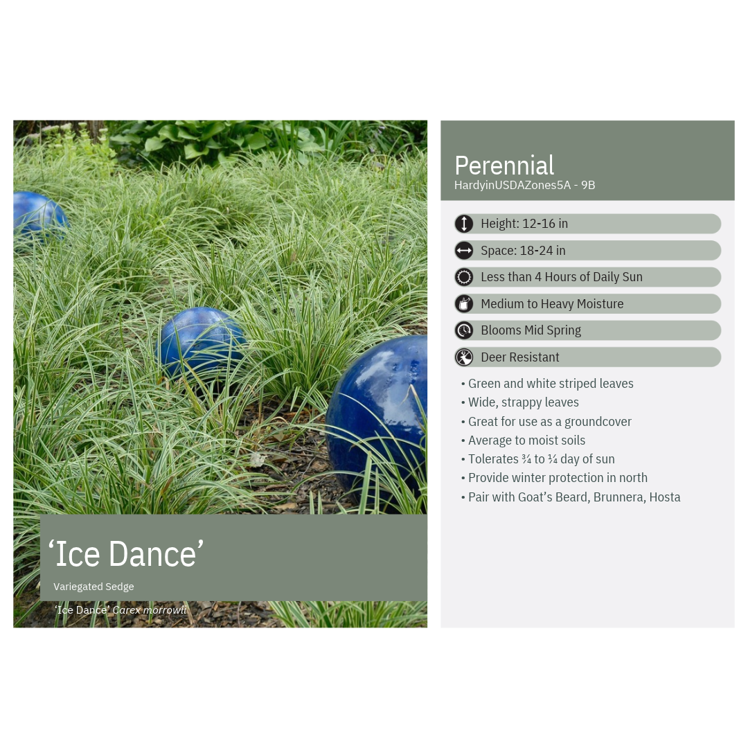 Carex morrowii Ice Dance 1G