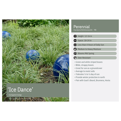 Carex morrowii Ice Dance 1G