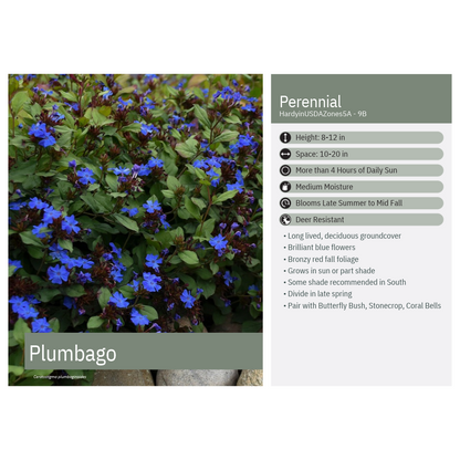 Ceratostigma plumbaginoides 1G