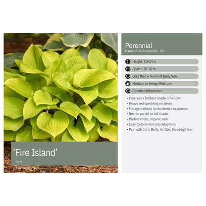 Hosta x Fire Island 1Q