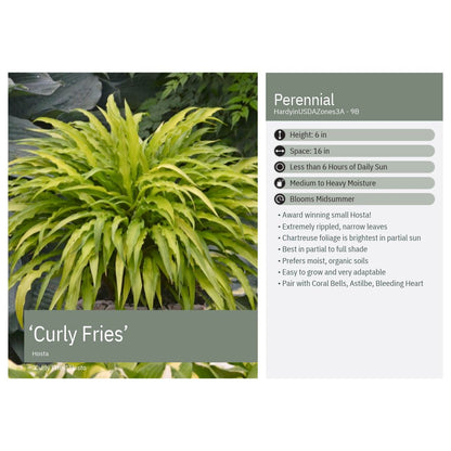 Hosta x Curly Fries 1Q