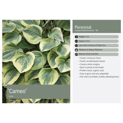 Hosta x Cameo 1Q