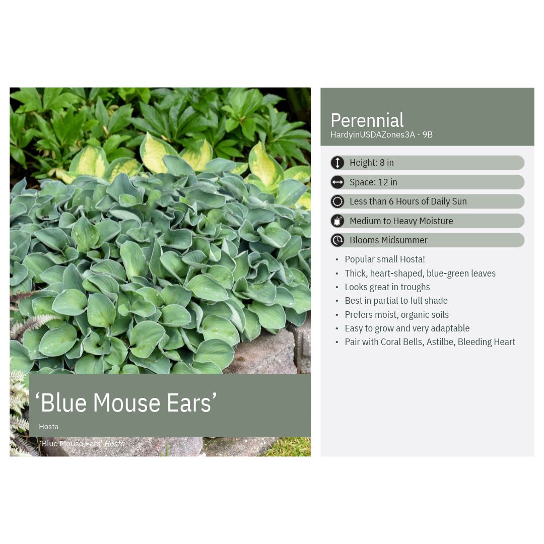 Hosta x Blue Mouse Ears 1Q