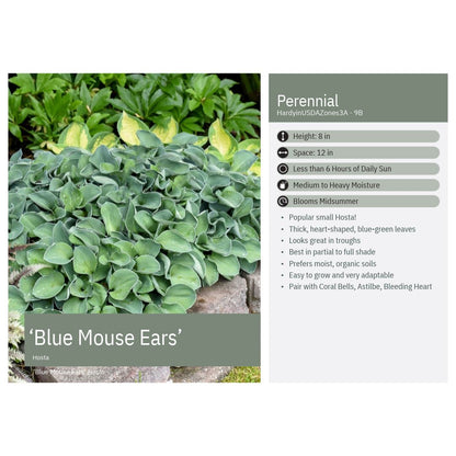 Hosta x Blue Mouse Ears 1Q