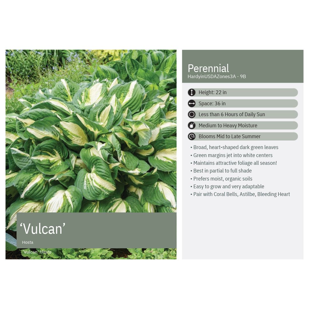 Hosta x Vulcan 1G