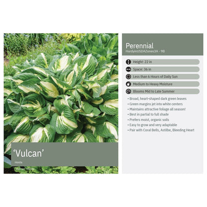 Hosta x Vulcan 1G