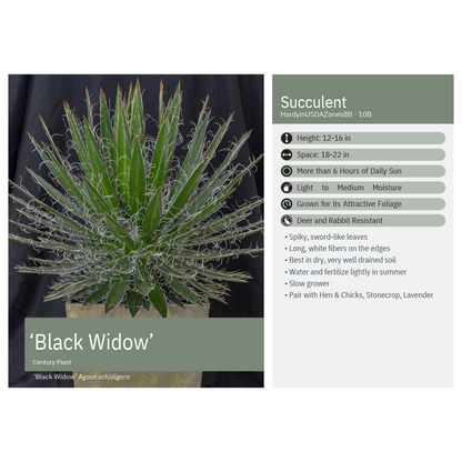 Agave schidigera Black Widow 3.25"
