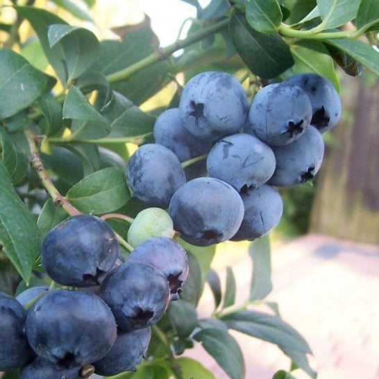 Vaccinium Patriot 1G