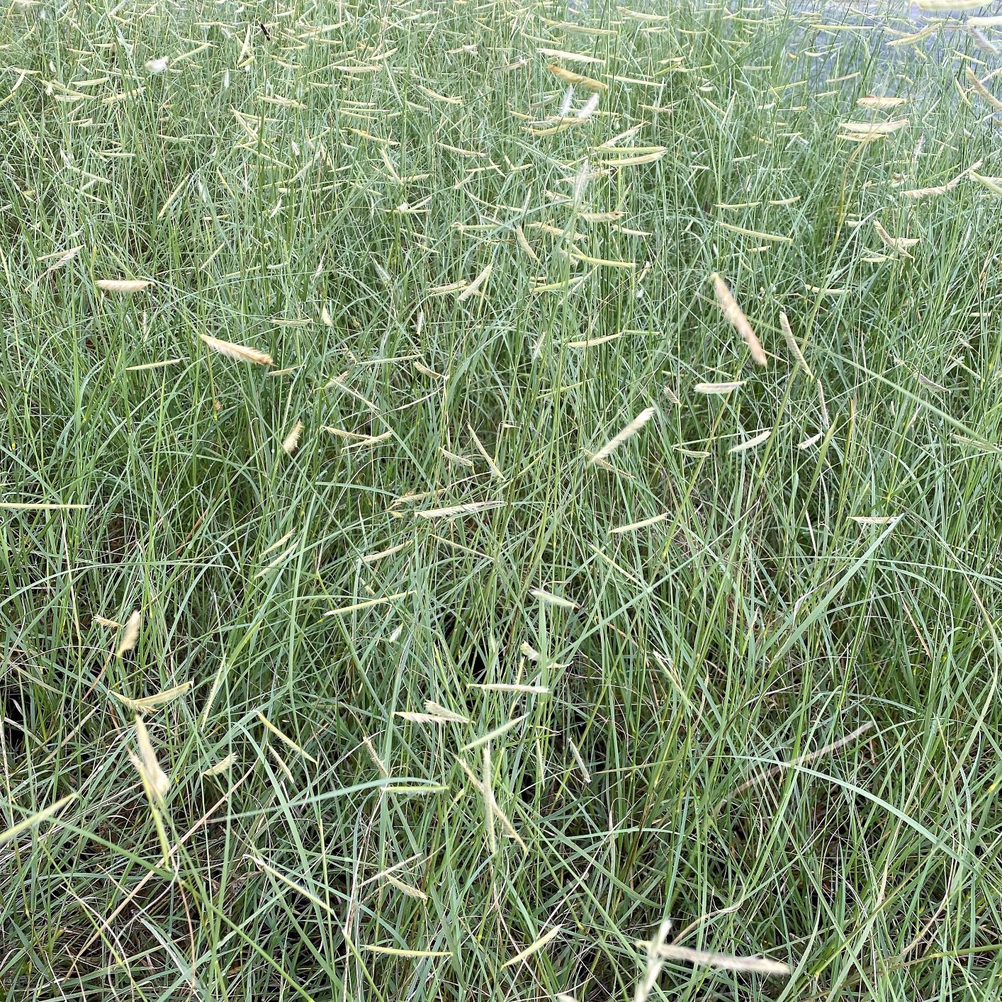 Bouteloua gracilis 'Blonde Ambition' 1G (Blue Grama Grass)