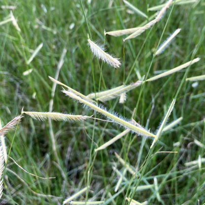 Bouteloua gracilis 'Blonde Ambition' 1G (Blue Grama Grass)