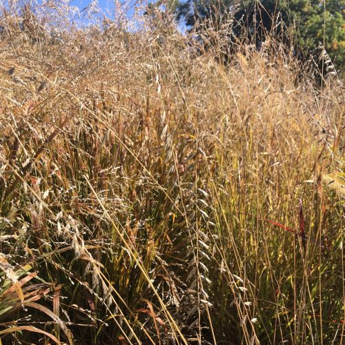 Bouteloua curtipendula 1G