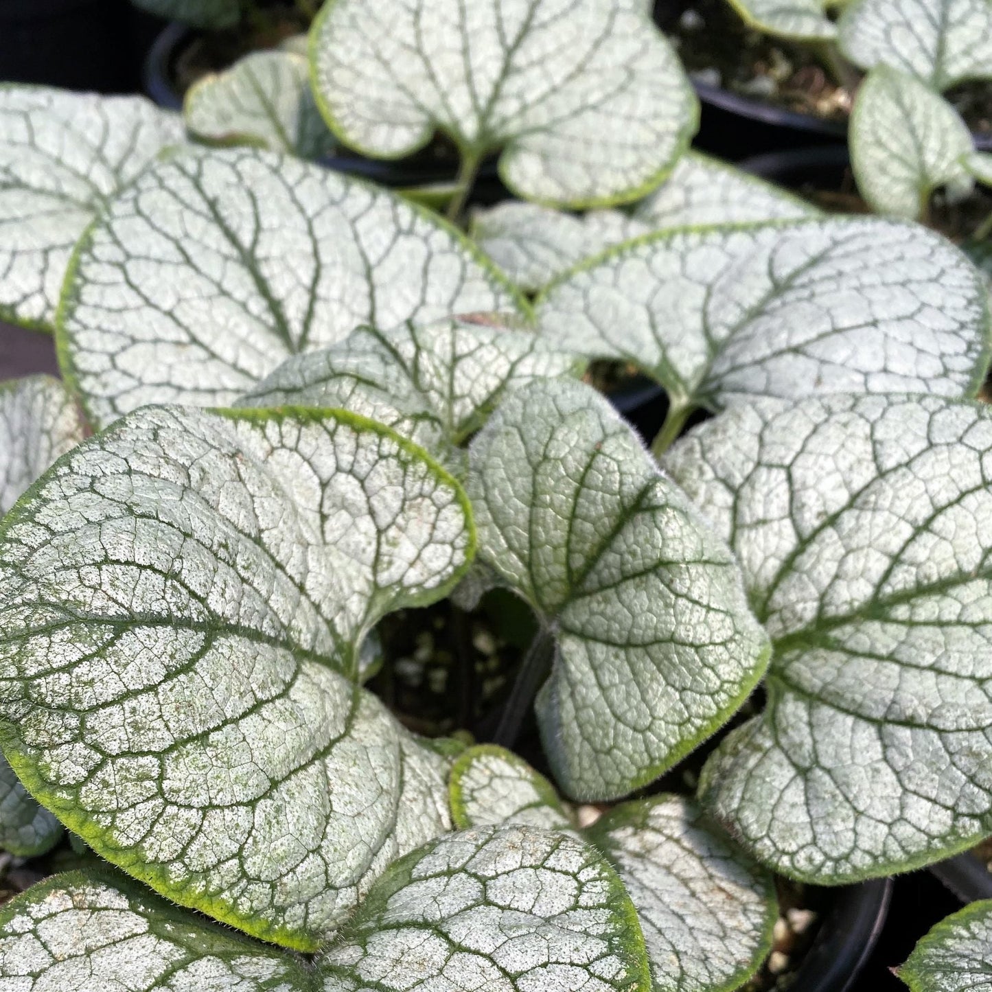 Brunnera macrophylla Silver Heart 1Q