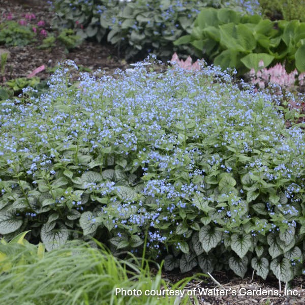 Brunnera macrophylla Jack Frost 1G