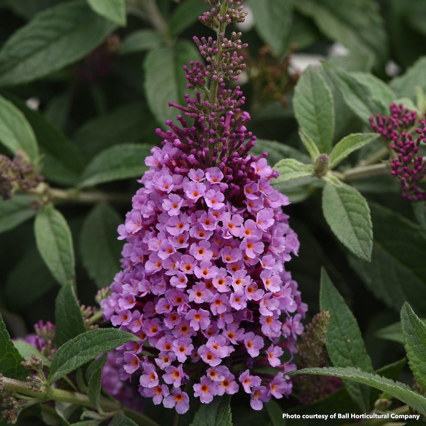 Buddleia Chrysalis pink 1G