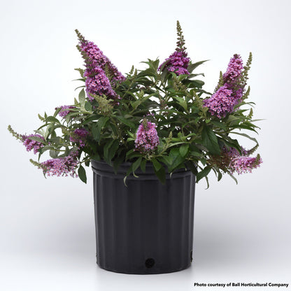 Buddleia Chrysalis pink 1G