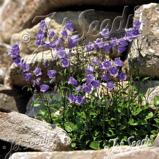 Campanula cochlearifolia 3.25"