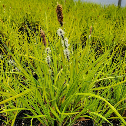 Carex elata Aurea Bowles Golden 1G (Sedge)