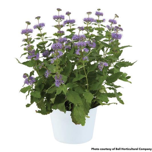 Caryopteris incana Pavillion Blue 1Q