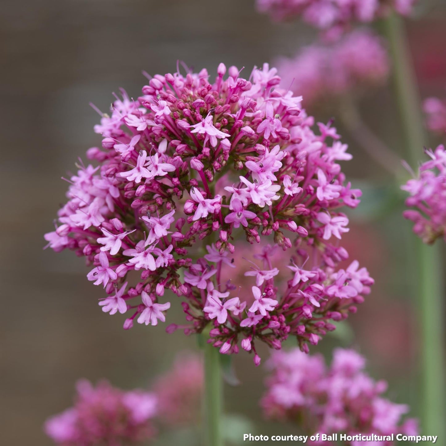Centranthus ruber Pretty Betsy 1Q