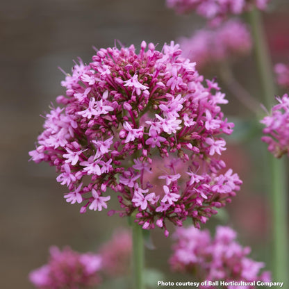 Centranthus ruber Pretty Betsy 1Q