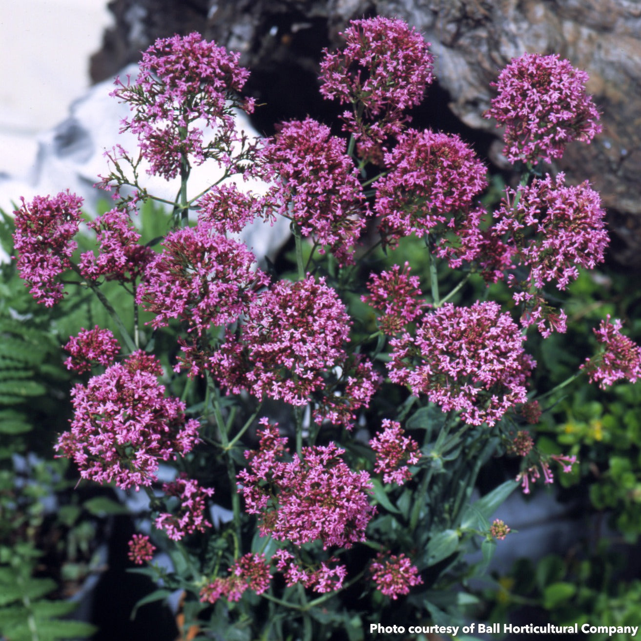 Centranthus ruber Pretty Betsy 1Q