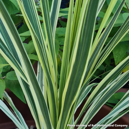 Cordyline australis Lime Passion 1G