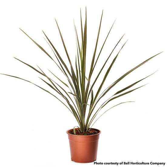 Cordyline australis Torbay Dazzler 1G