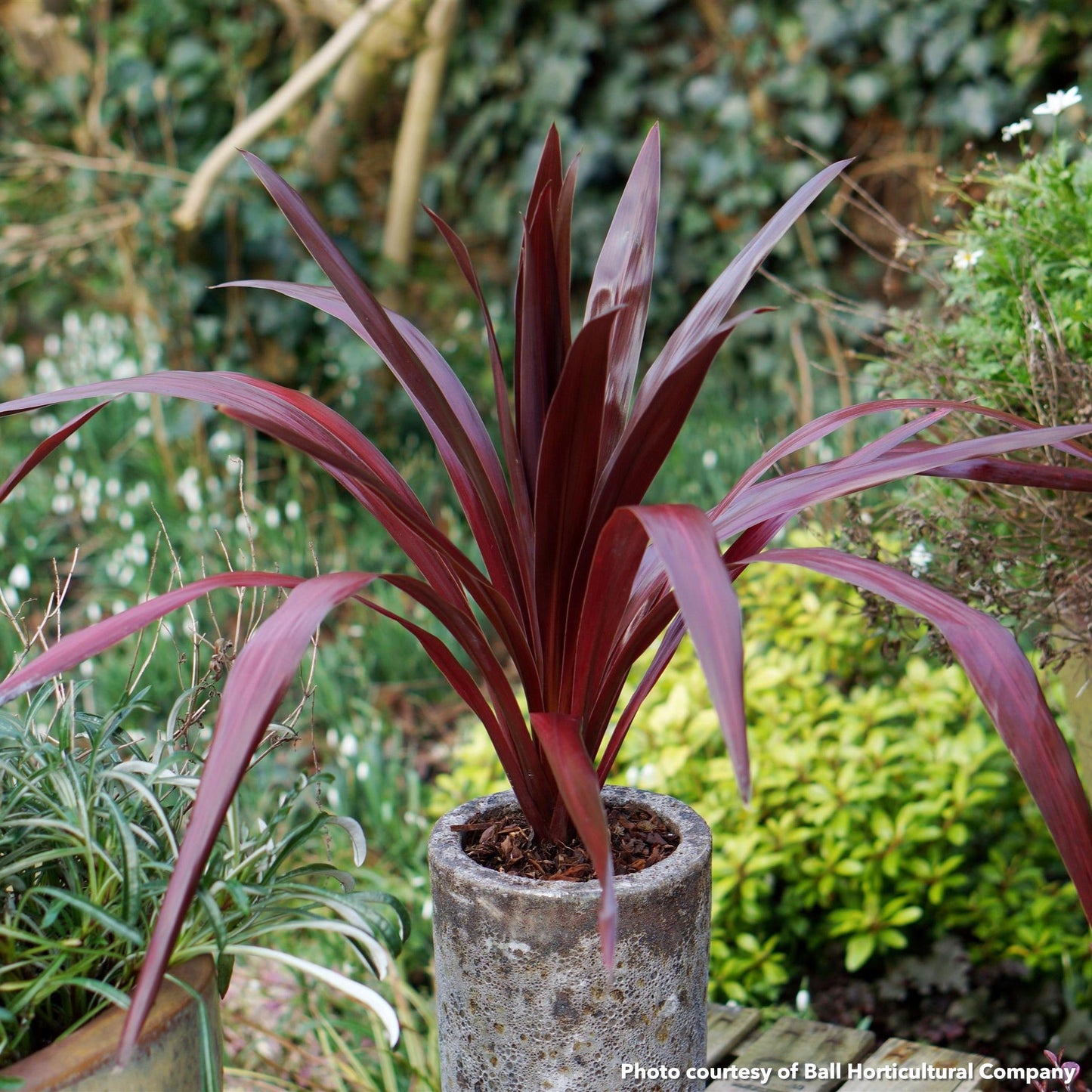 Cordyline obtecta Superstar 2G