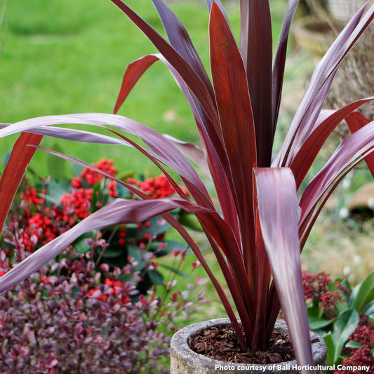 Cordyline obtecta Superstar 2G