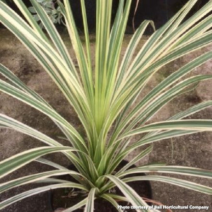 Cordyline australis Lime Passion 1G