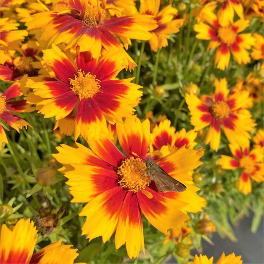 Coreopsis x Uptick Gold & Bronze 1G