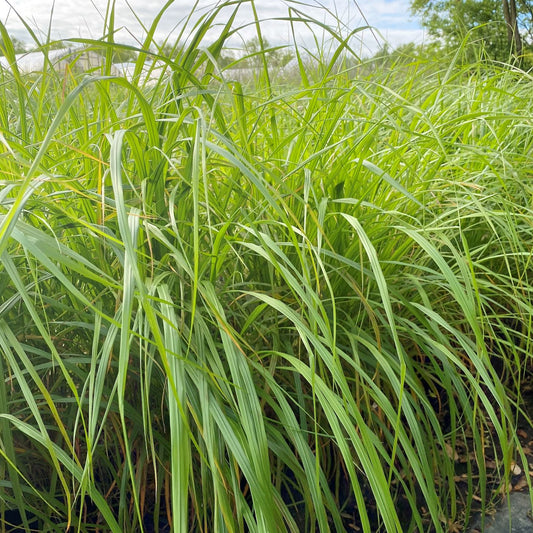 Calamagrostis brachytricha (Korean Feather Reed Grass) 1G