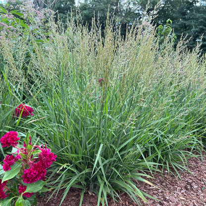 green leaves on ornamental grass