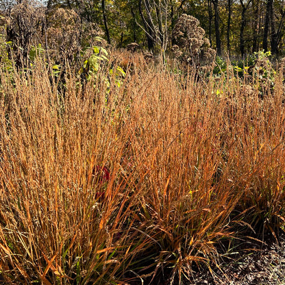 Calamagrostis x 'Cheju-Do' 1G (Dwarf Feather Reed Grass)