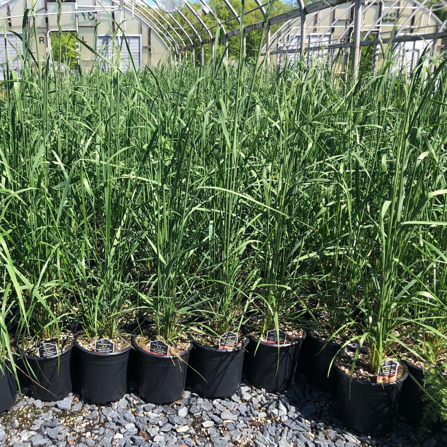 Calamagrostis x Karl Foerster 2G