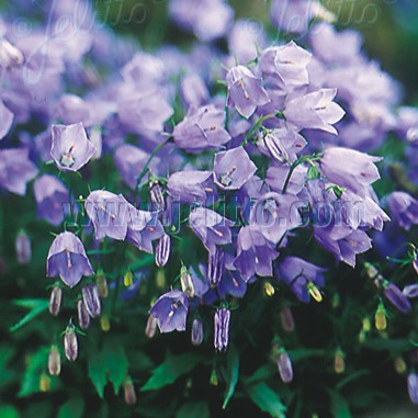 Campanula cochlearifolia Bavaria Blue 3.25"