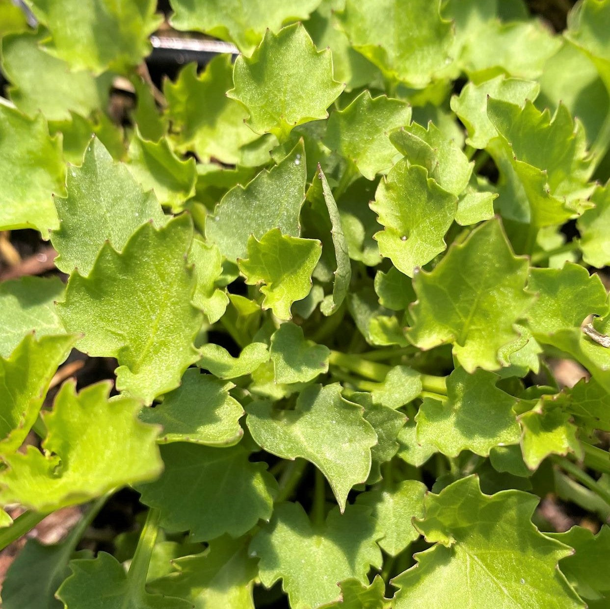 Campanula poscharskyana Blue Waterfall 1G