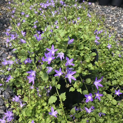 Campanula poscharskyana Blue Waterfall 1G