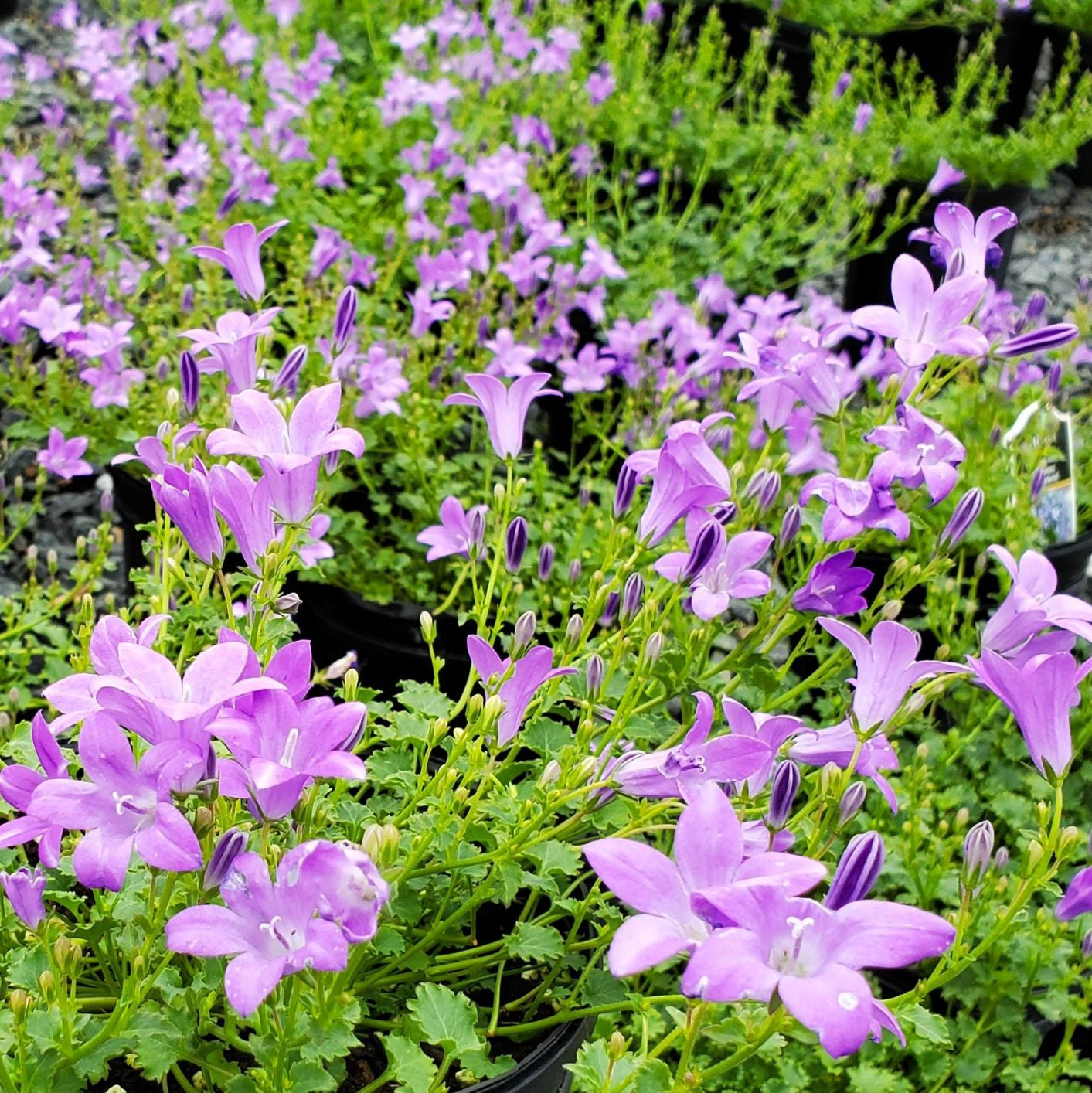 Campanula x 'Birch Hybrid' 1G (Bellflower)