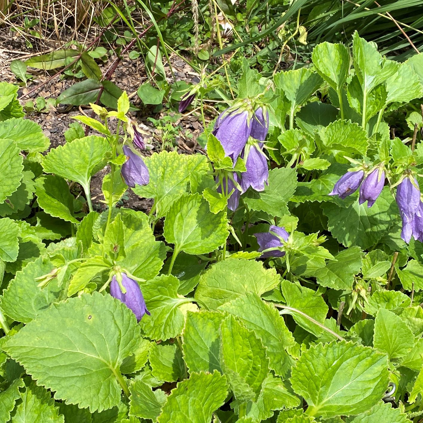 Campanula x 'Sarastro' 1G (Bellflower)