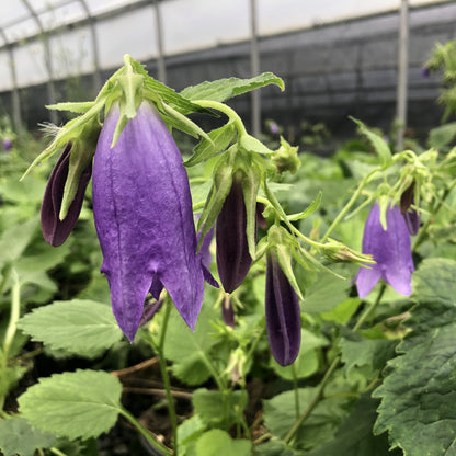 Campanula x 'Sarastro' 1G (Bellflower)