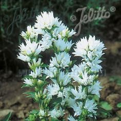 Campanula glomerata var. alba 1G (Clustered Bellflower)