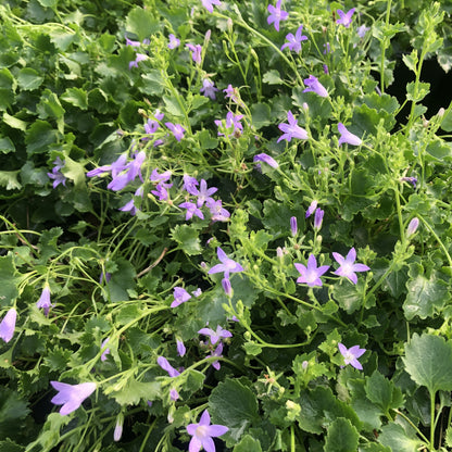 Campanula portenschlagiana 1G (Dalmation Bellflower)