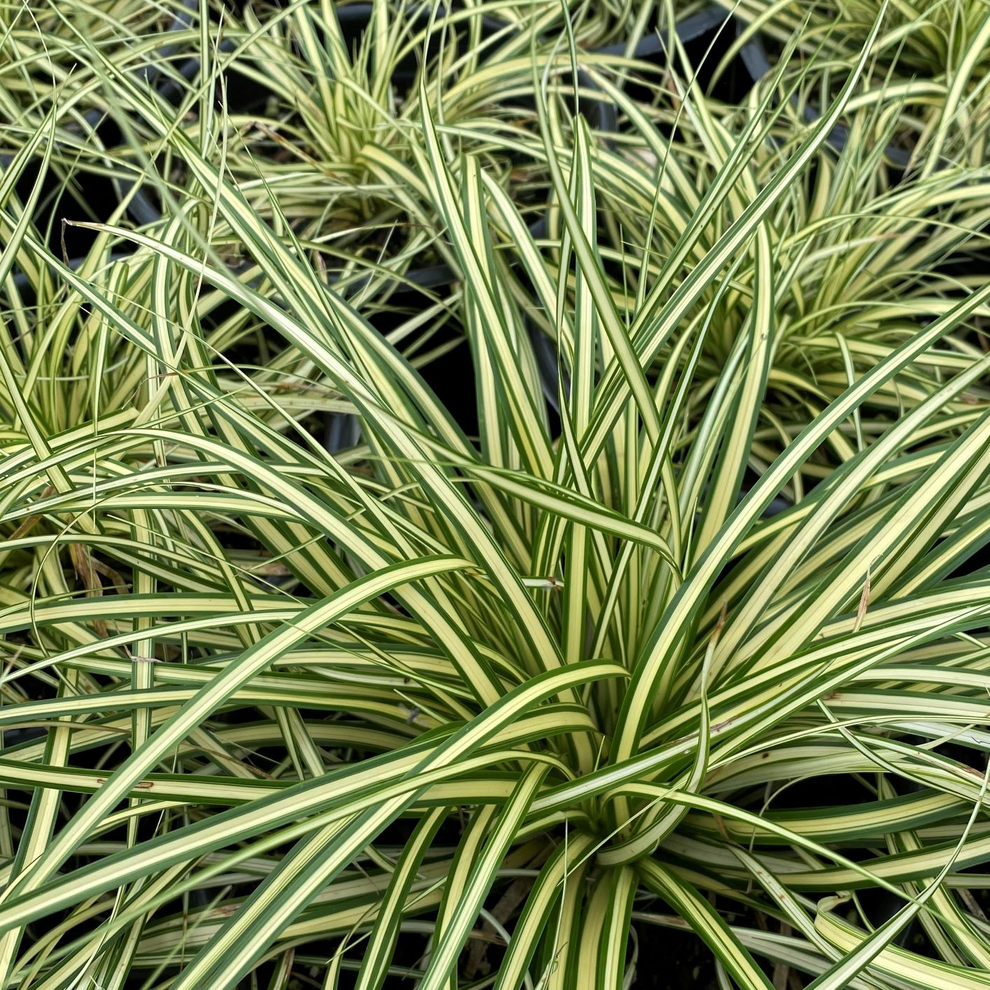 Carex oshimensis Evergold 1Q