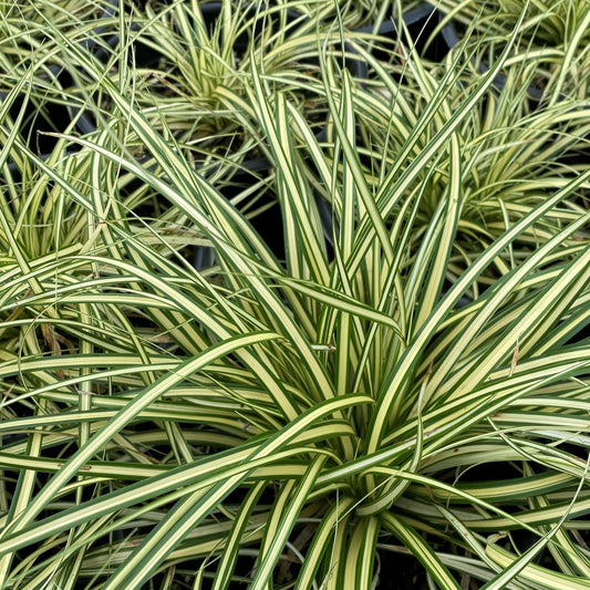 Carex oshimensis Evergold 1Q