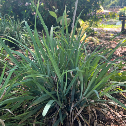 Carex laxiculmis Hobb Bunny Blue 1Q