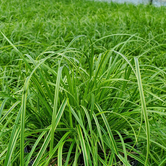 Carex dolichostachya Gold Fountains 1G