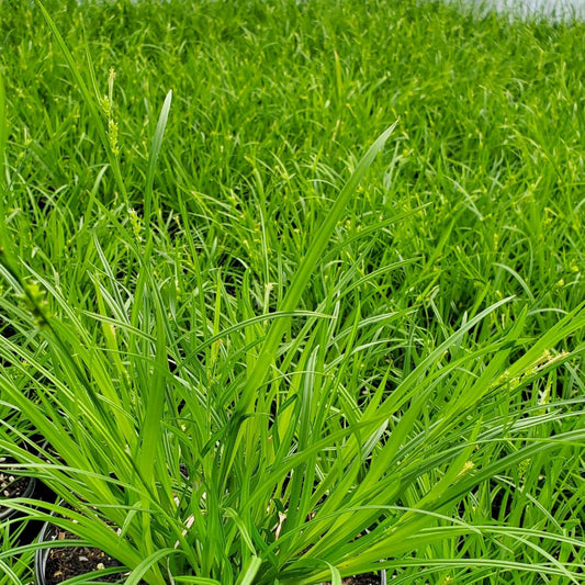 Carex amphibola 1G