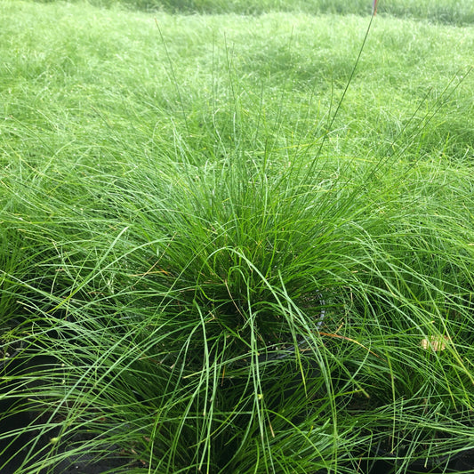 Carex appalachica 1G